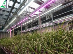 LED98 Grow Light Series